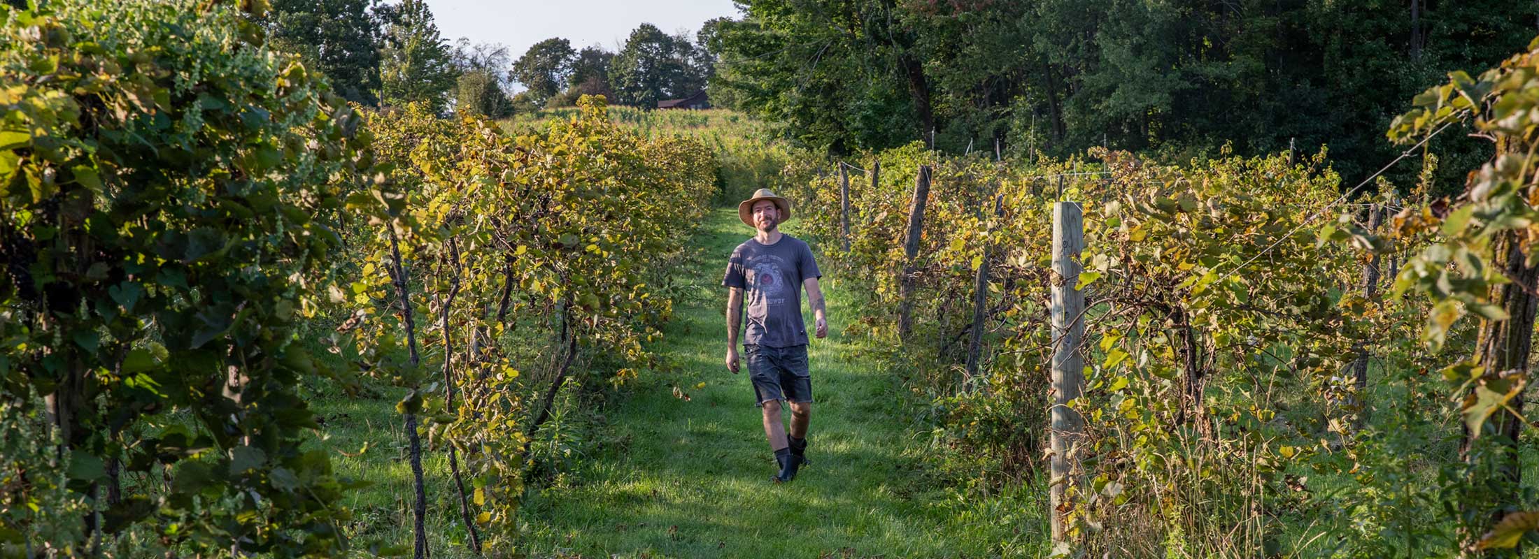 A farmer strides through a vineyard in sunshine